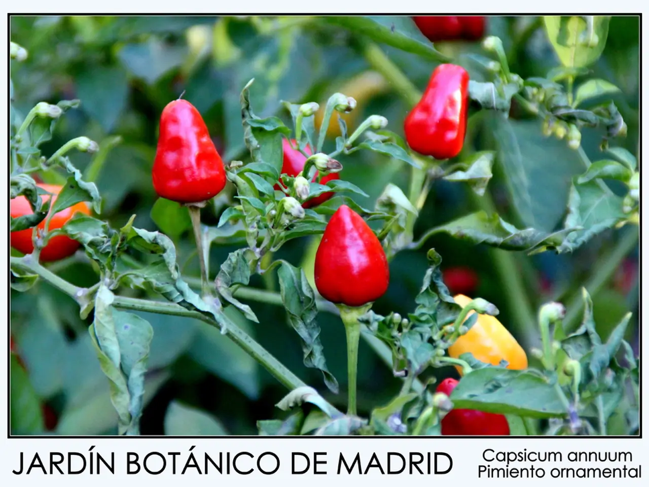 Growth Rate of Potassium Chlorate Market Expected to Reach 5.4% by 2034