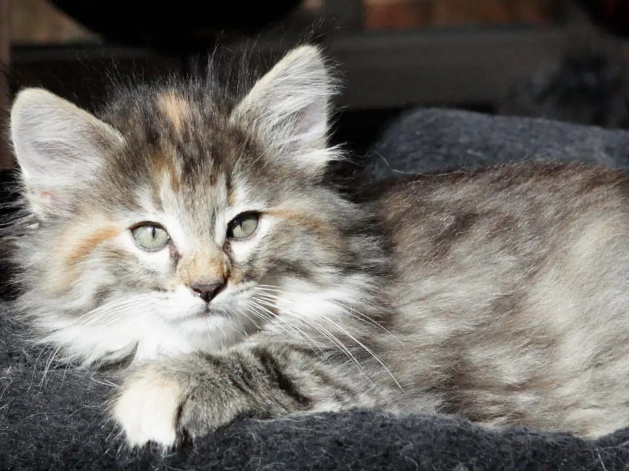 A feline in Neubrandenburg suffered a brutal hitting