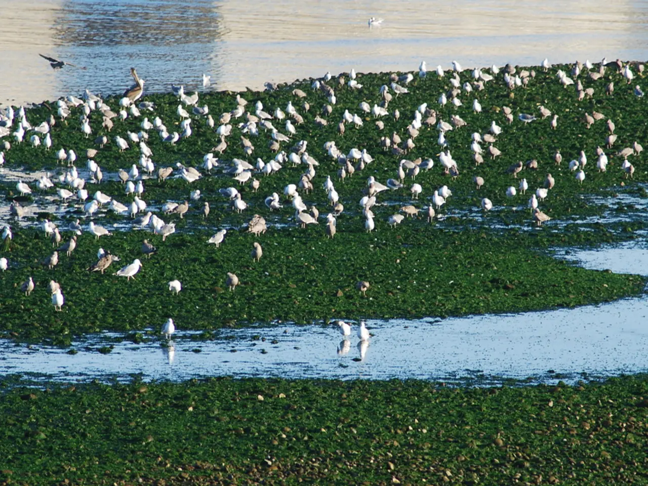 Strategies for Keeping Birds Away from Your Grass Seeds