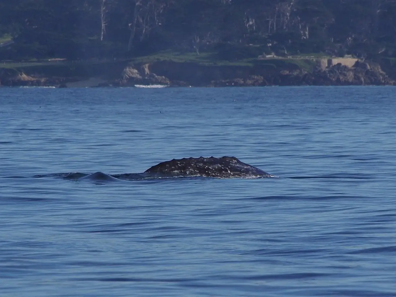 Lawmakers from the Democratic party call for disclosure about the secretive 'Alligator Alcatraz'...