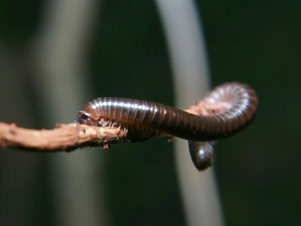 Ancient Worm Specimen Discovered: 505-Million-Year-Old Creature with Extraordinary Dental Apparatus...