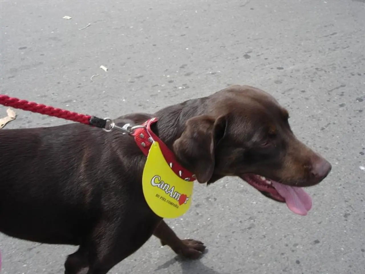 Terrorizing Incident: A Dog Walker is Pursued and Fatally Stabbed by a Group in Full Daylight