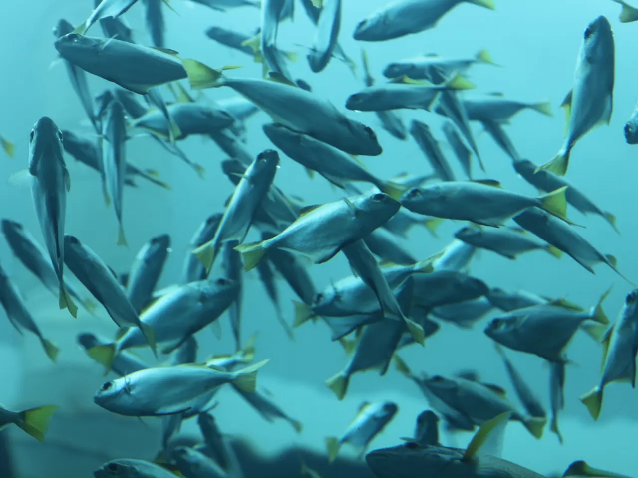 Integrated Aquapark Foundation Stone Laid for Rs 42.4 Crore, Bolstering Aquaculture Capacity in...