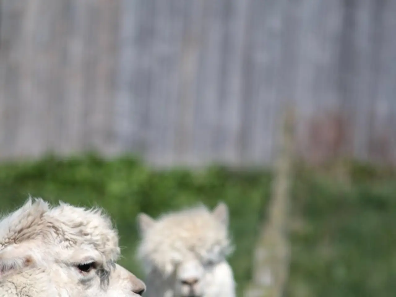 Stolen Livestock Belonging to a Philanthropic Organization (Regarding sheep being taken from a...