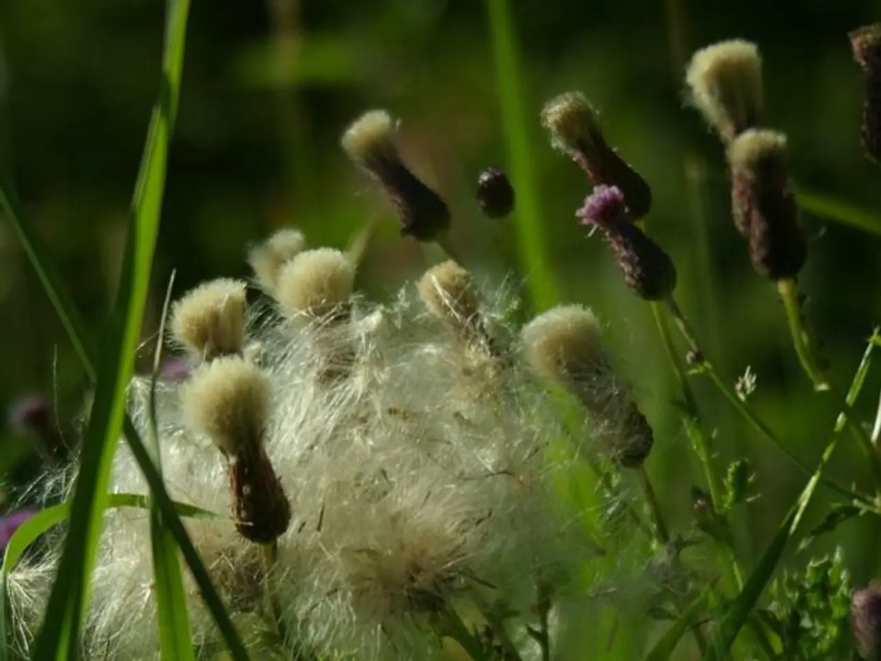 The Forage Seed industry projected to attain a worth of USD 6.2 billion by the year 2034, with a...