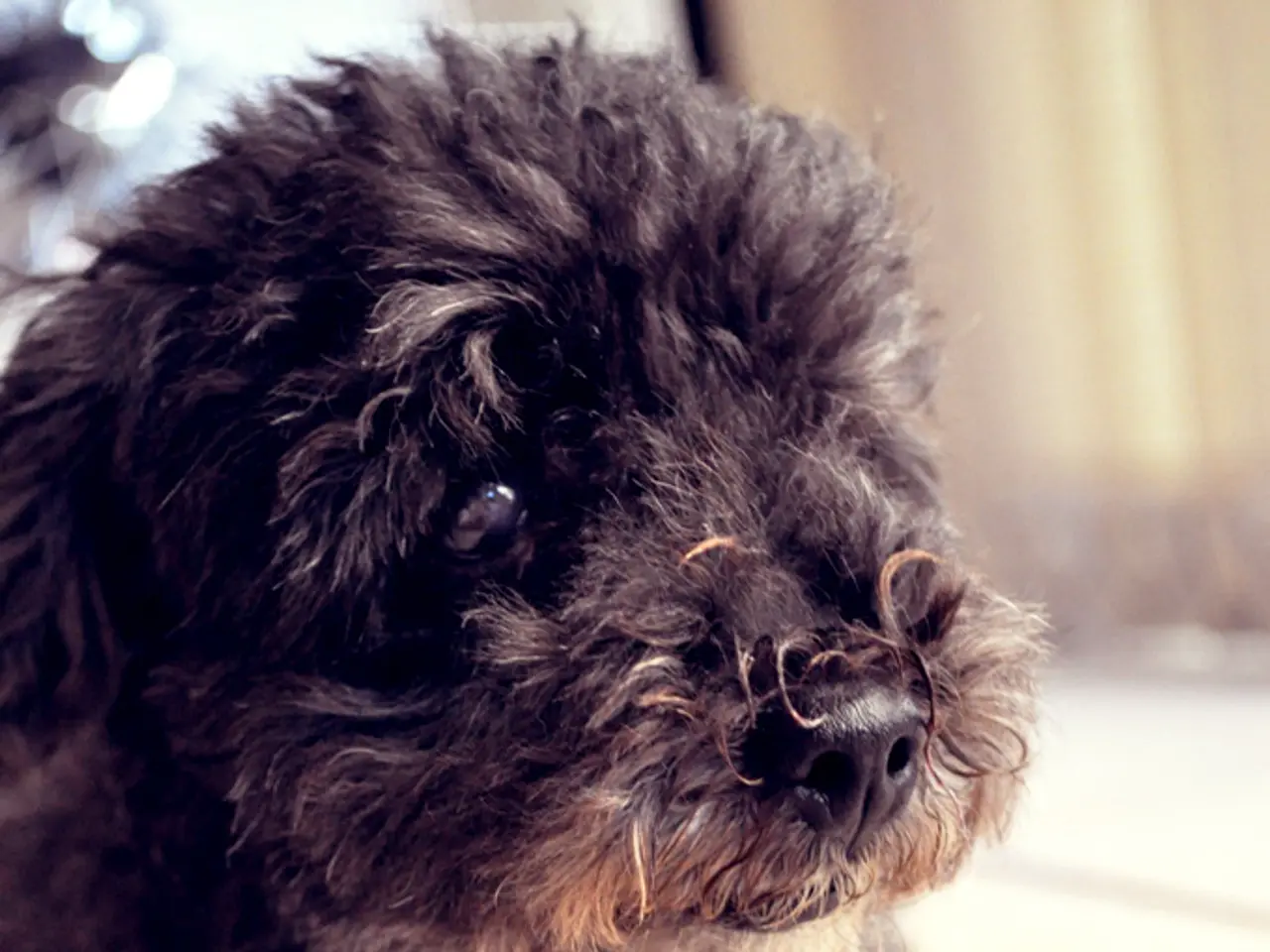 Post-outdoor swimming season closure: Canine swimming in the Palatinate region