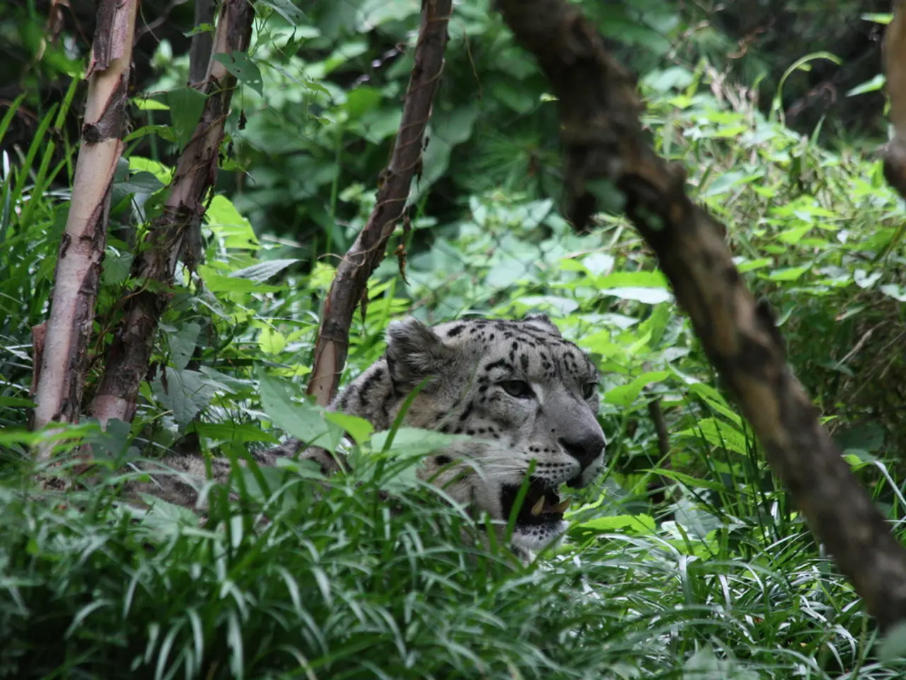 Celebrated on July 29: International Tiger Day