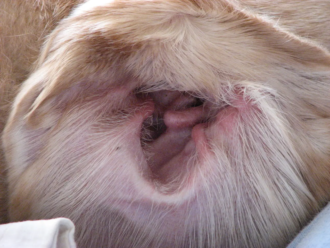 What creature possesses the most exceptional hearing?