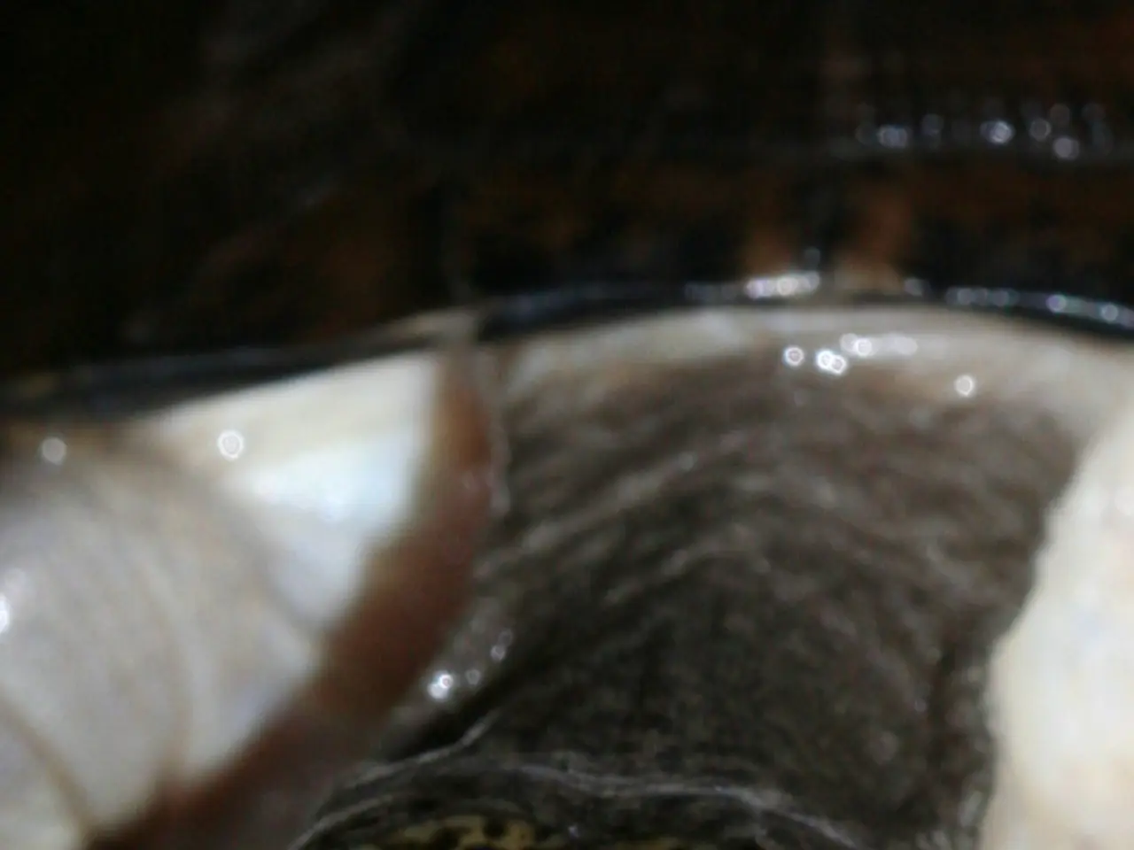 Turtles and tortoises, while often used interchangeably, belong to distinct groups within the...