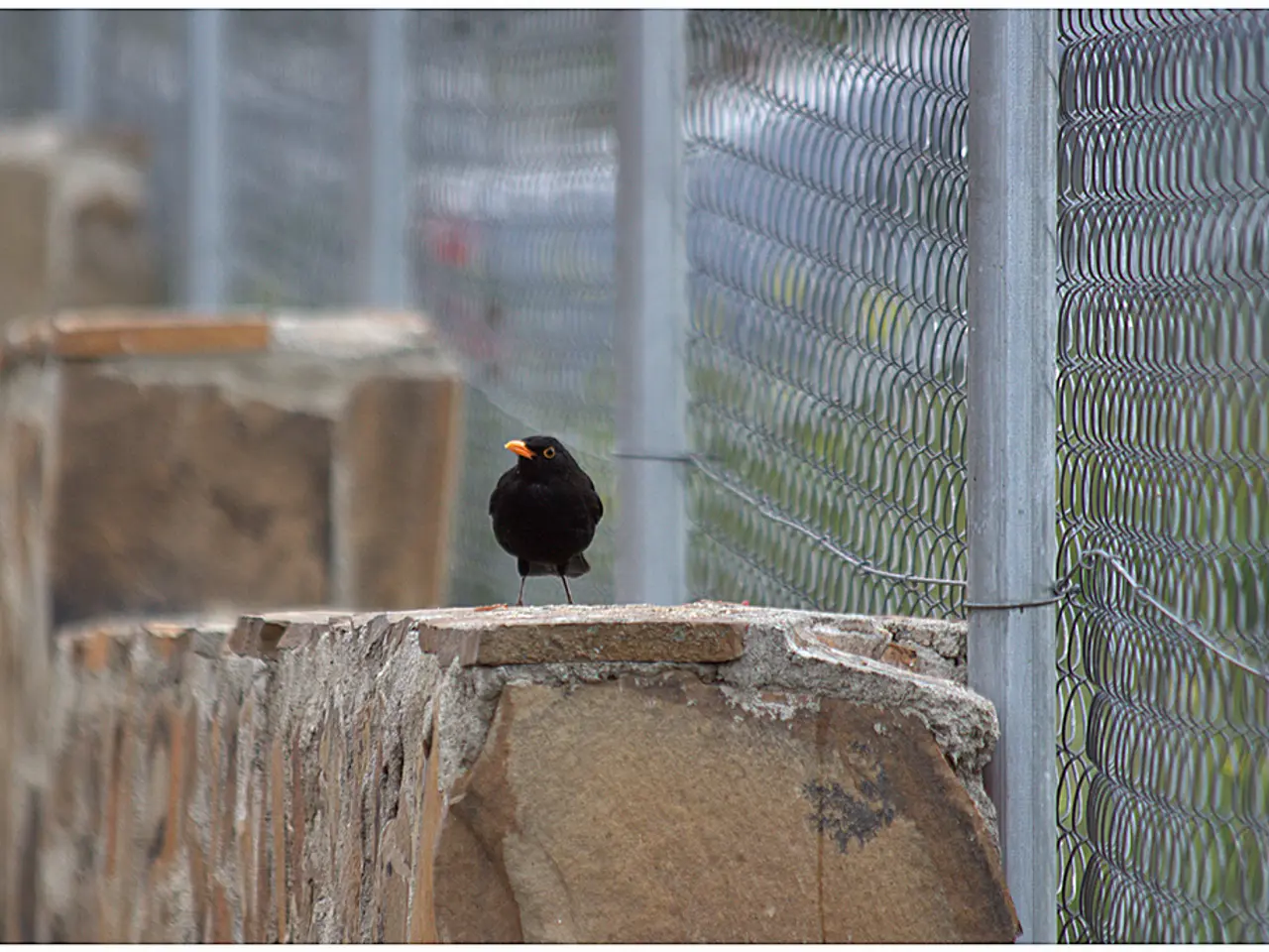 European Union Bird Species Surveillance Contract Up for Bids in Romania