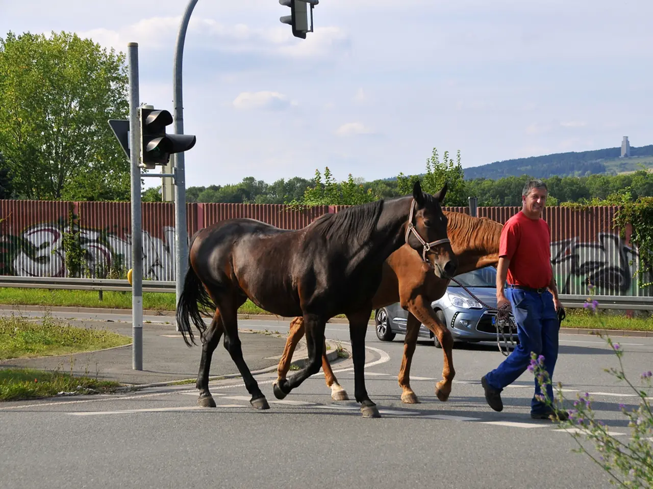 Vehicle Accident Leaves Horse Injured in Mölchow: A road mishap results in a severely hurt equine...