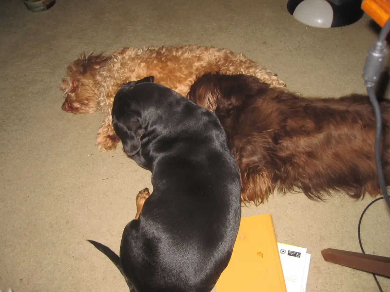 Police and police headquarters of Neubrandenburg announce the recovery of a lost service dog