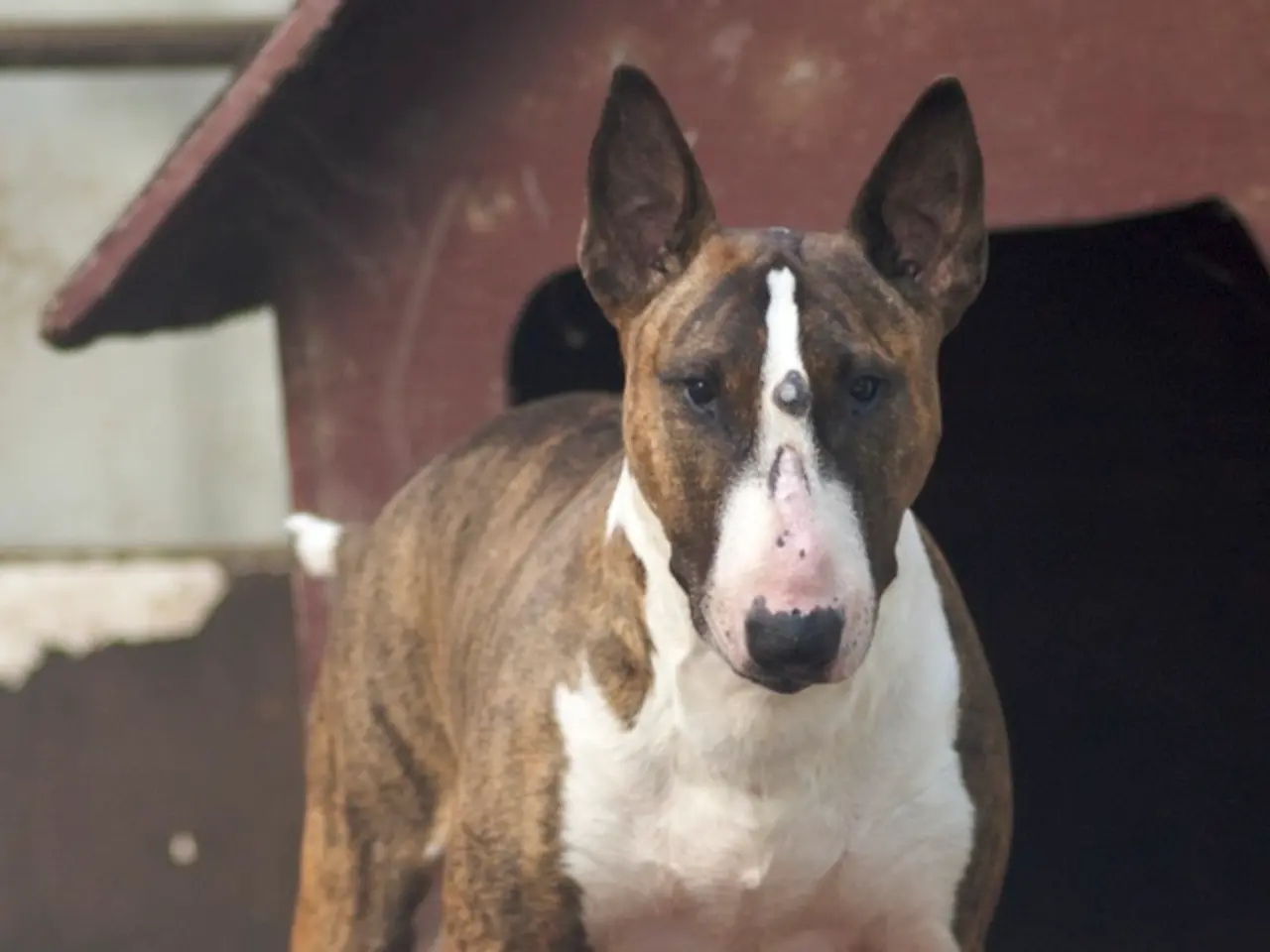 Police service dog in action, coordinated by Neubrandenburg Police Department and Police...