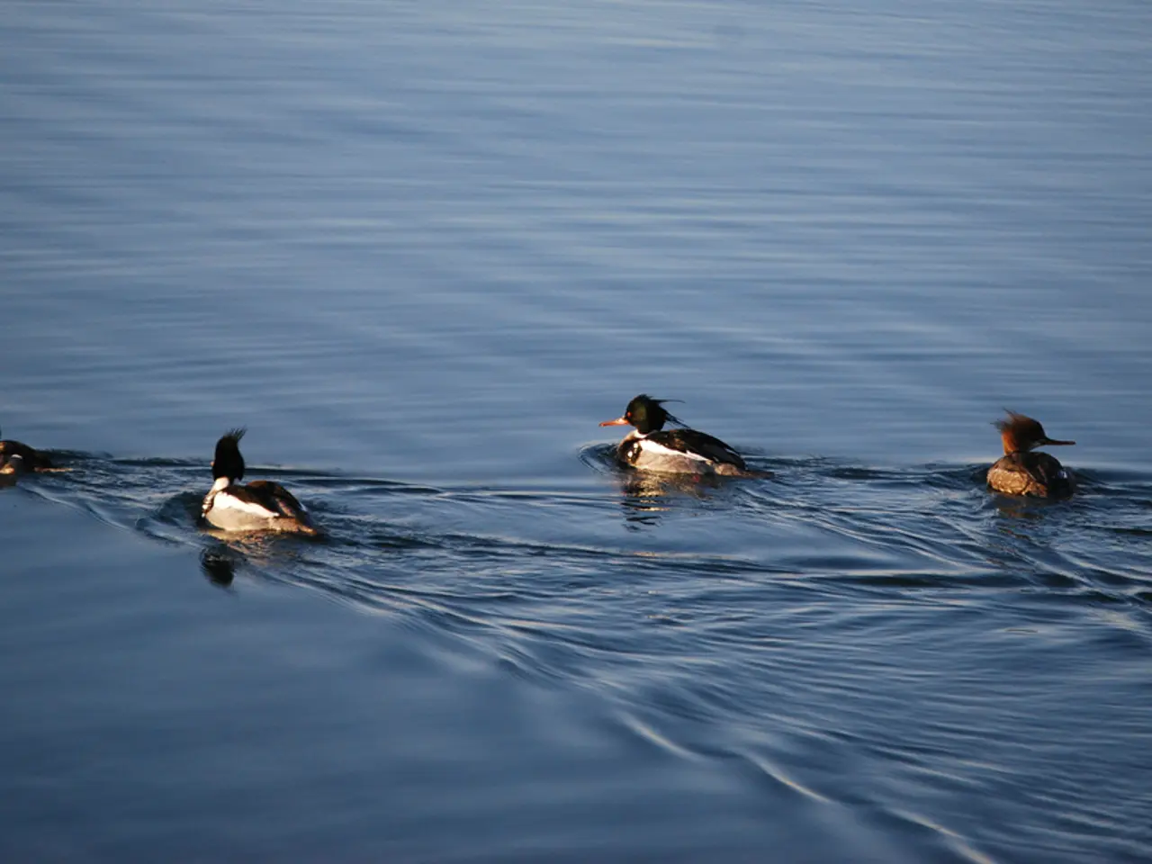 Strank elucidates the distinctions between Magritte and Pollock's artistic styles