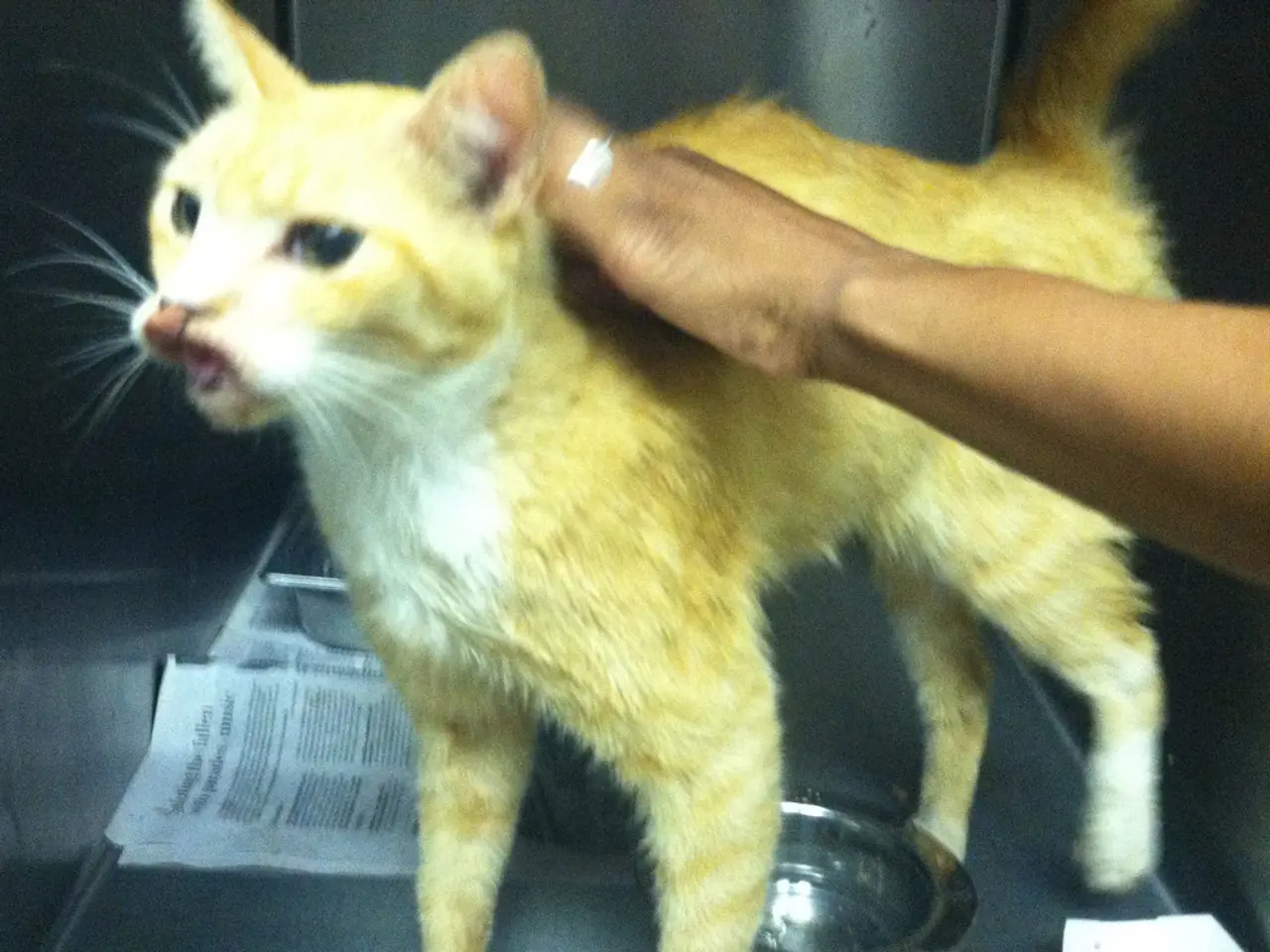 Authorities in Hagen are seeking out witnesses to identify a cat that sustained fatal injuries.