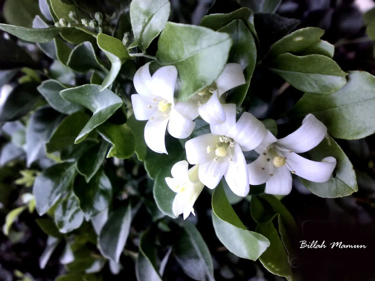 Scientists from China Successfully Develop Multi-Colored, Luminescent Vegetation