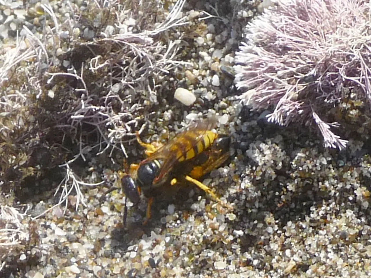 Regulations and Responsibilities for Remote Aerial Vehicle Pilots in the United States