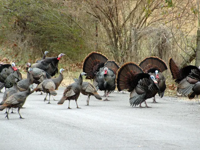 White and Black Swans Grace Ohligs Bird Park: Serene Display of Elegance