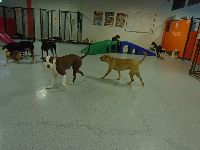 Inmates are rigorously teaching challenging dogs for adoption within the P.A.W.S. program,...