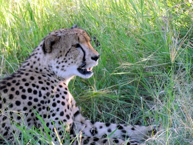 "King Cheetah": Debate Over Genetic Departure, Hybrid Specimen, or Natural Variation?
