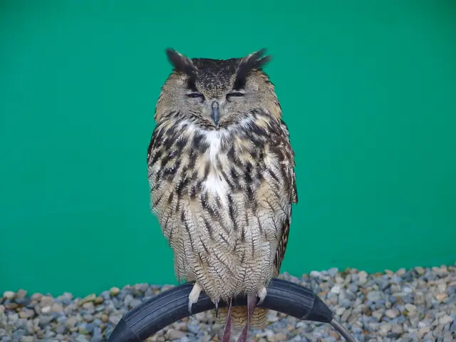 Interpreting the symbols within your sleep's realm