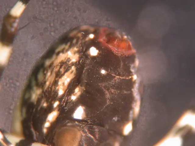 Wasps exhibit a remarkable tolerance for alcohol without experiencing hangovers at elevated levels