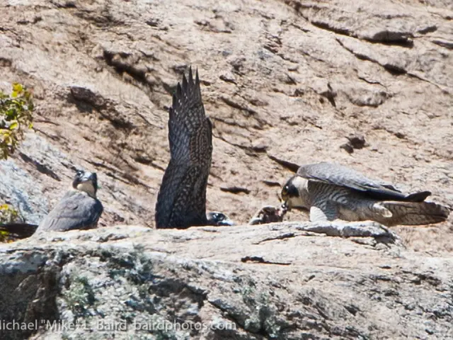 Detection of Oil Pollution on the Peruvian Coastline Using Remote Sensing Techniques
