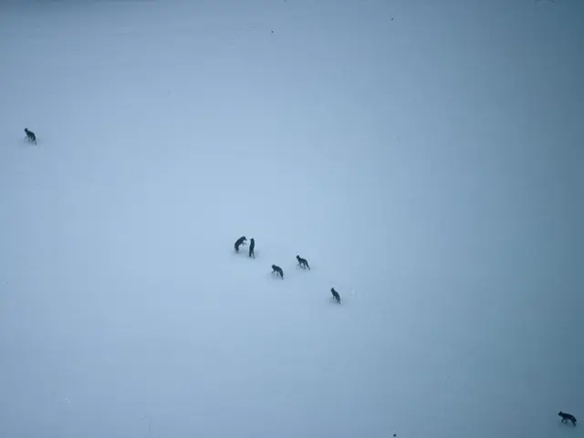 Alaska's wolves consume entire deer population, followed by an unexpected action