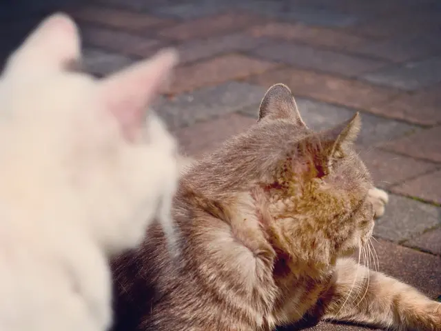 Exploring the Variations: A Comparison between Domestic Cats Savannah and Bengal, Both with Wild...