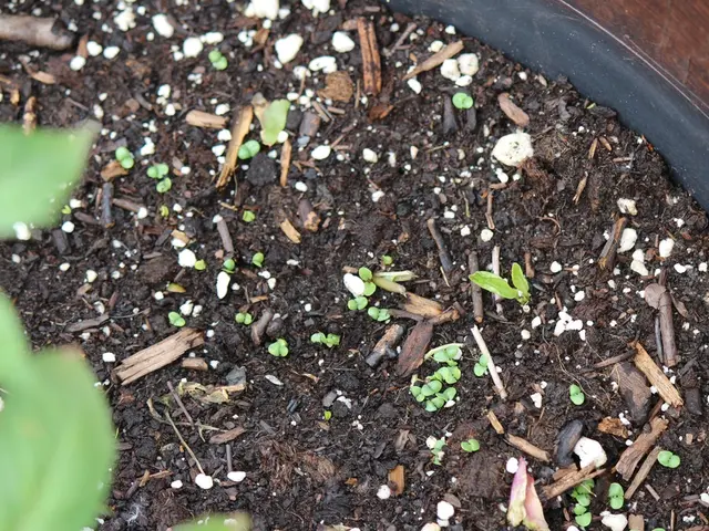 Unveiling the Keys to Thriving Garden and Flower Bed Cultivation in Clay Soil