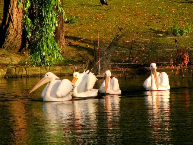 Lifting of Prohibition on Swimming at Baggersee Due to Cleared Water of Germs