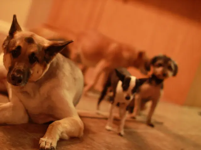 Massive Population of Stray Dogs with Limited Shelters Remains a Prevalent Issue After Supreme...