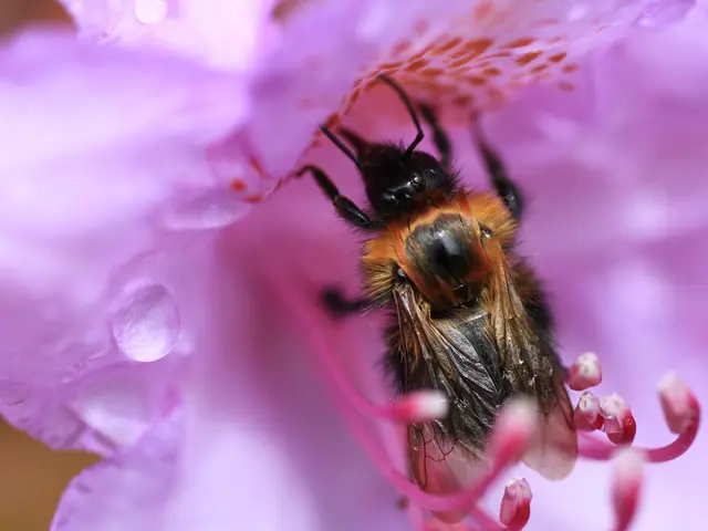 Bees produce a unique honey, referred to as 'Mad Honey,' from collecting a particular nectar.