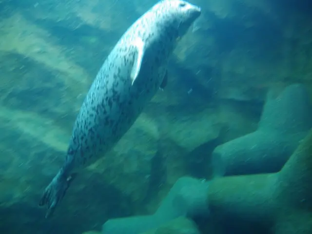 A Giant Pacific Octopus is the unexpected star and filmmaker of an incredible movie, as it seized...