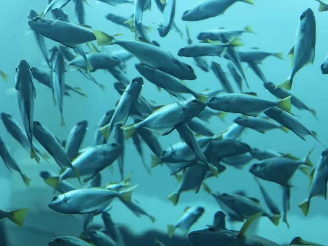 Clash concerning the well-being of tuna in the Indian Ocean