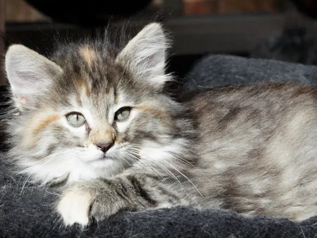 A feline in Neubrandenburg suffered a brutal hitting