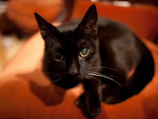 Genetically-determined goofiness in orange cats: an investigation.