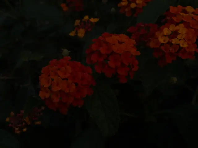 Florist Georgie Newbery, the creator of Common Farm Flowers, discusses her transition from high-end...