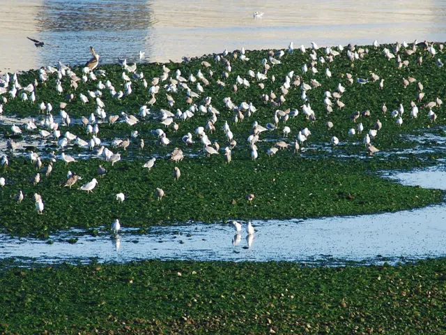 Strategies for Keeping Birds Away from Your Grass Seeds