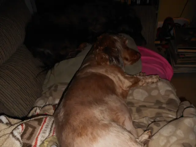 Animals Like Dogs, Rats, and Birds Experience Dreams Reflective of Their Daily Activities During...