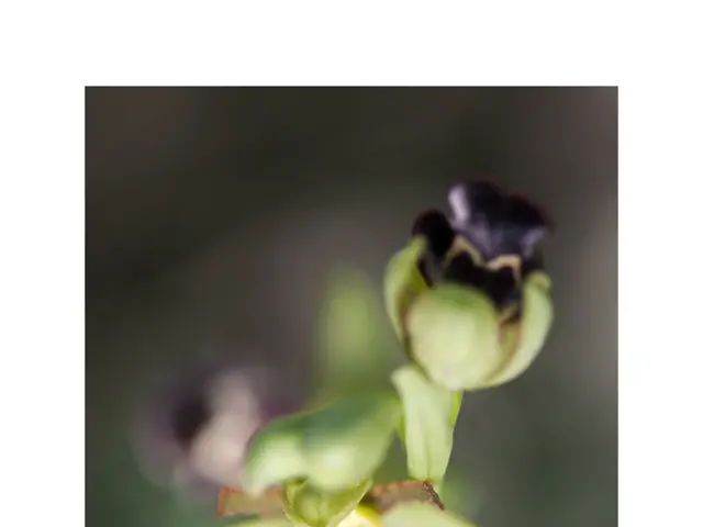 Differences Examined: CMF Nothing's Latest Budget Wireless Earbuds