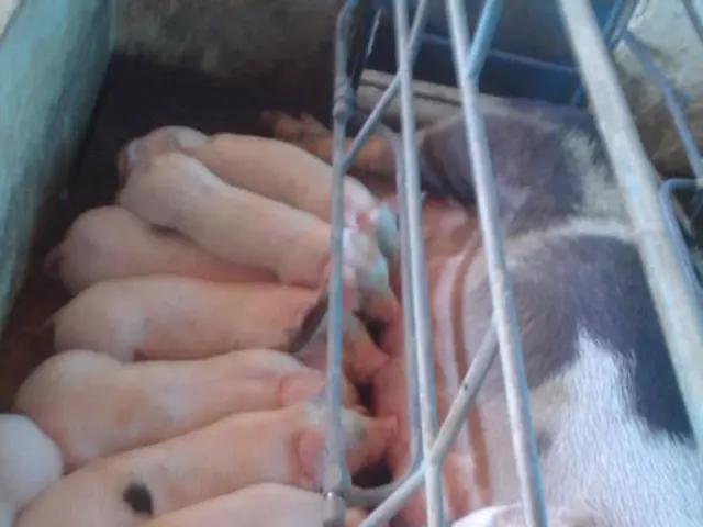 Transport insurance for swine covering fatal accidents during transport