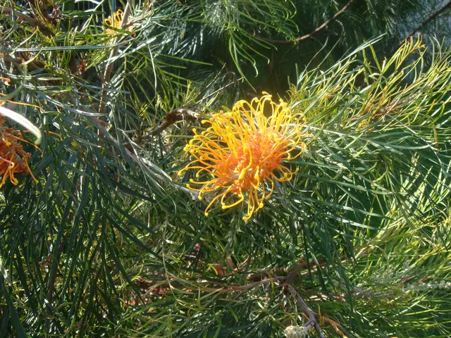 Amaryllis Leaf Yellowing: Consult a Plants Expert for Guidance if Discoloration Occurs