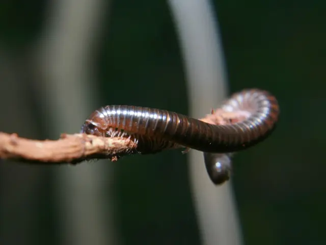Ancient Worm Specimen Discovered: 505-Million-Year-Old Creature with Extraordinary Dental Apparatus...