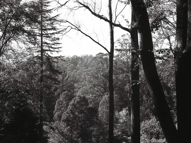 Solar-powered structures, resembling trees, may protect forests from destruction, whilst producing...