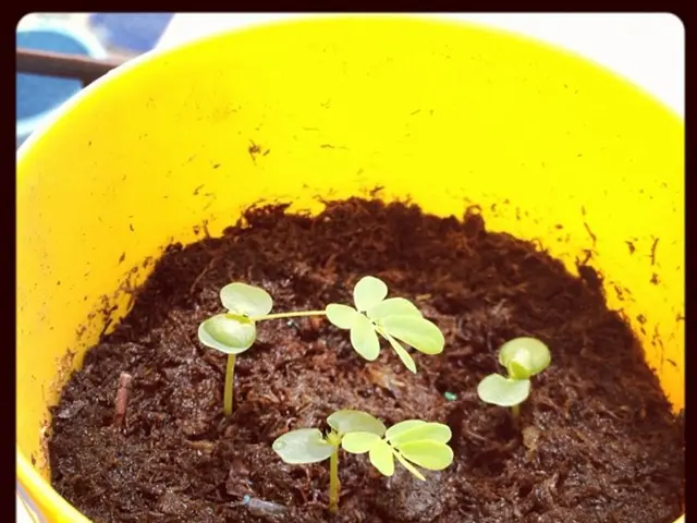 Indoor Caladium Cultivation: Comprehensive Guide to Nurturing Caladiums