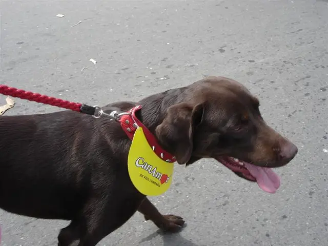 Terrorizing Incident: A Dog Walker is Pursued and Fatally Stabbed by a Group in Full Daylight