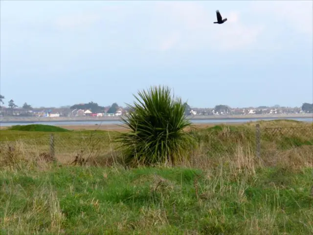 Hummingbirds Engage in Combat: Wildlife Specialists Provide Insight into Age-Old Conflict, Also...