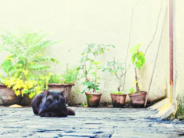 Protect your home from intruders with these 3 defensive plants: enhancing your garden immediately...