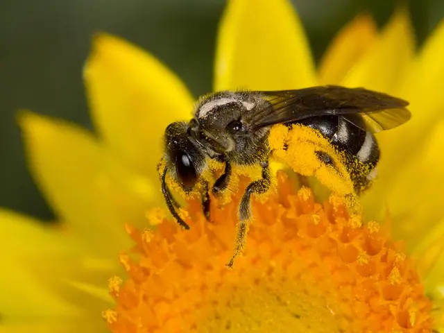 Yellow Fever, in simple terms, is a viral disease predominantly transmitted by infected mosquitoes....